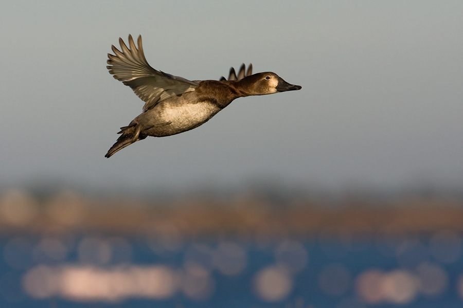 moriglione in volo